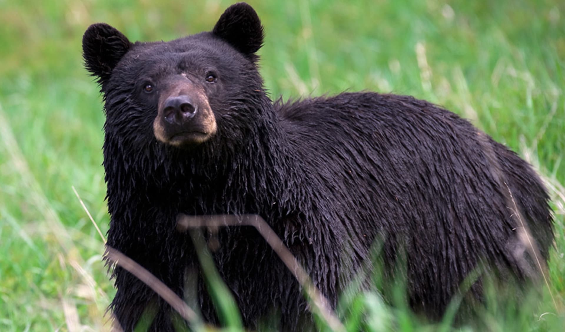 American black bear facts, distribution & population | BioDB